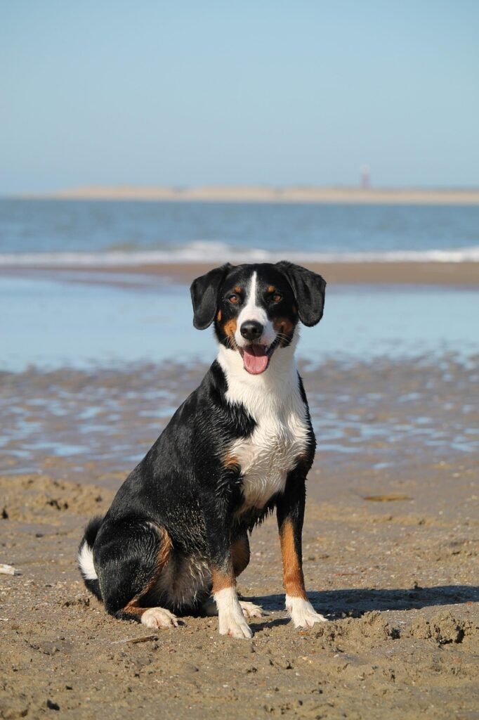 dog, nature, beach, sea, domestic animal, animal, water, pet, appenzeller, mountain dog, portrait